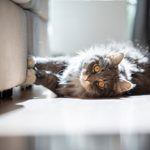 Best Ways to Protect Your Furniture From Your Cat or Dog