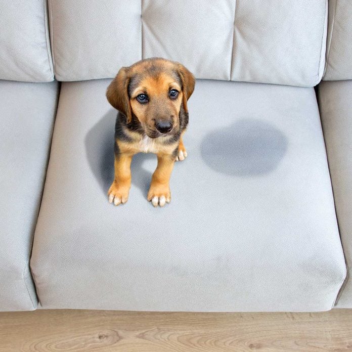 Dog Accident On Couch Gettyimages 1132148411