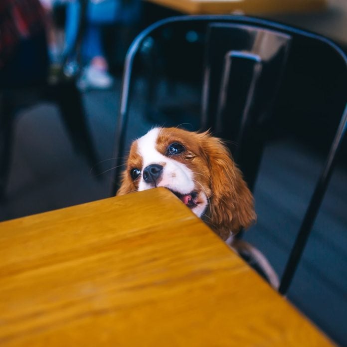 Dog Chewing A Table Gettyimages 1257391994