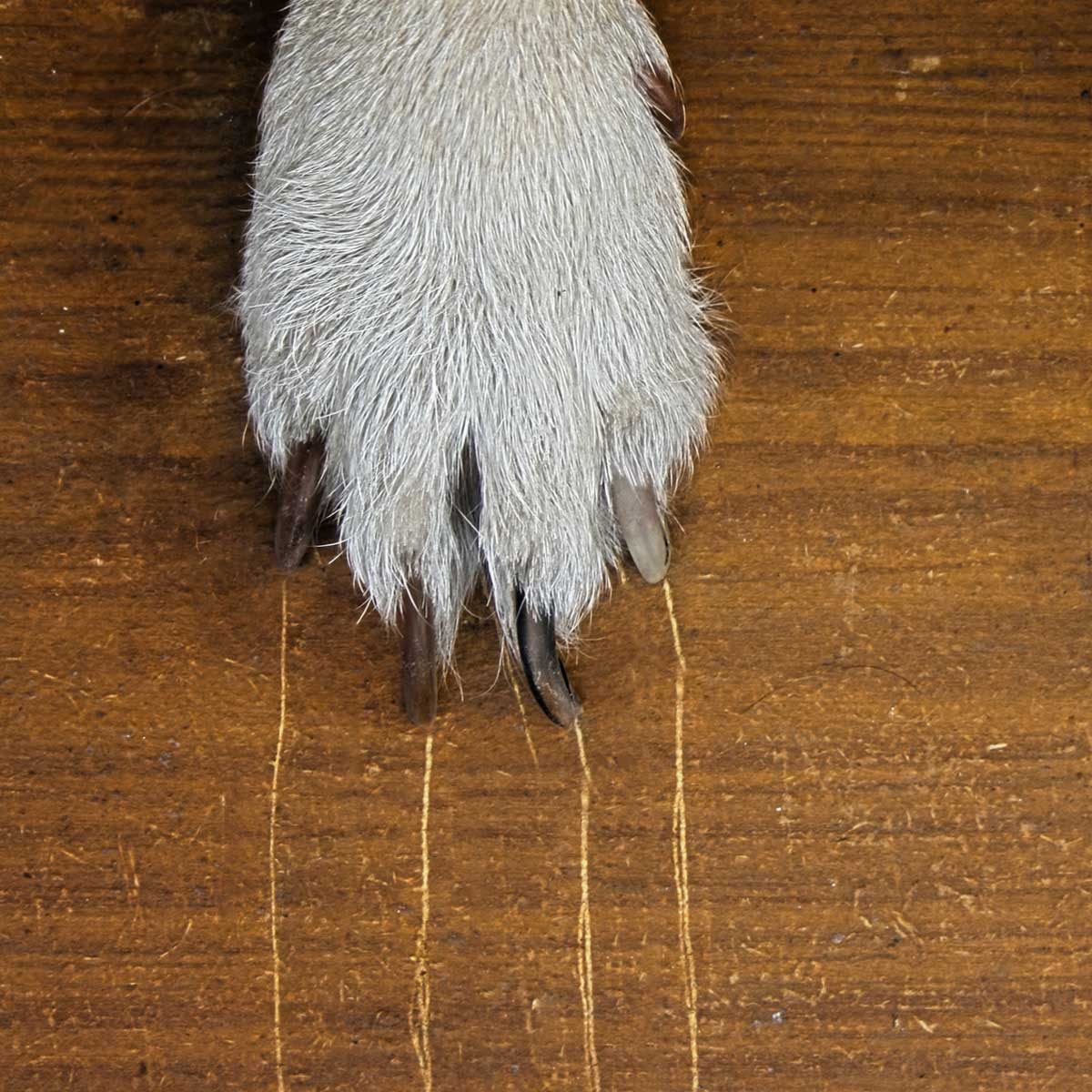 5 Clever Ways to Repair Pet Damage at Home, Architectural Digest