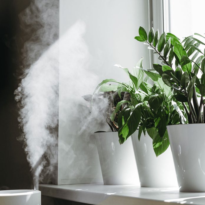 Plant Humidifier Gettyimages 1231181425