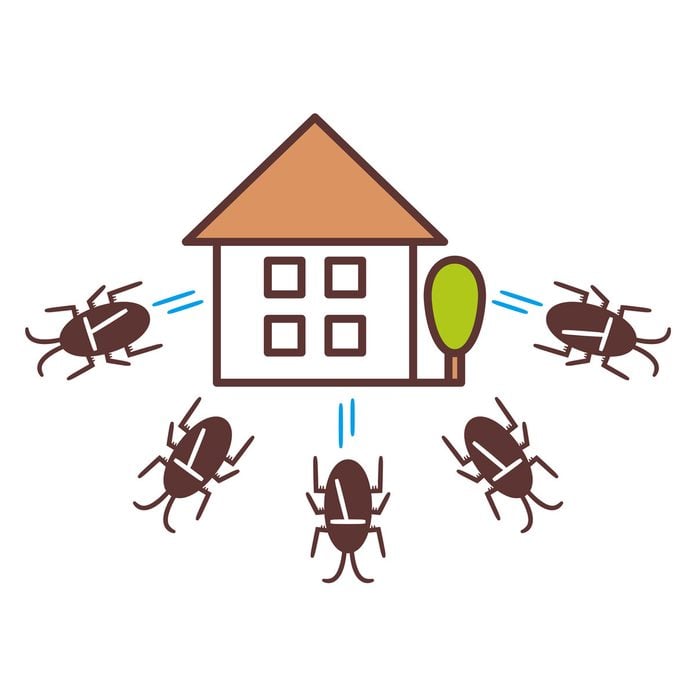 Illustration of cockroaches running away from a house