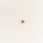 What to Know About Spider Pest Control for Homeowners