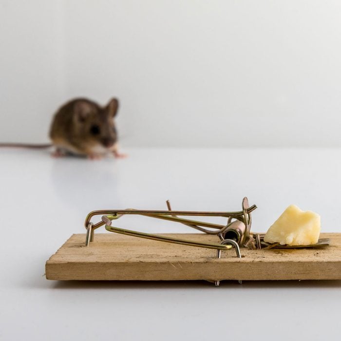Mouse Trap With Cheese Gettyimages 1030568128