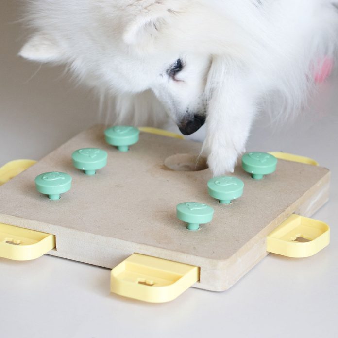 https://www.familyhandyman.com/wp-content/uploads/2021/02/puzzle-dog-feeder-GettyImages-1217573262.jpg?fit=696%2C696