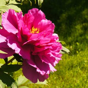 10 Types of Peonies for Your Garden | The Family Handyman