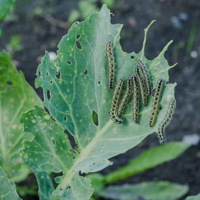 Cabbage White Caterpillar Gettyimages 587940606