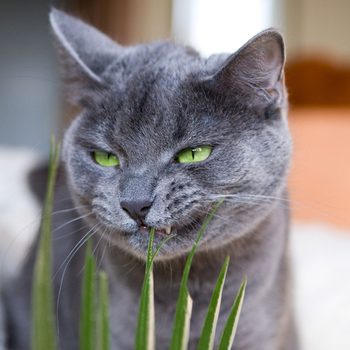 Cat Chewing Plant