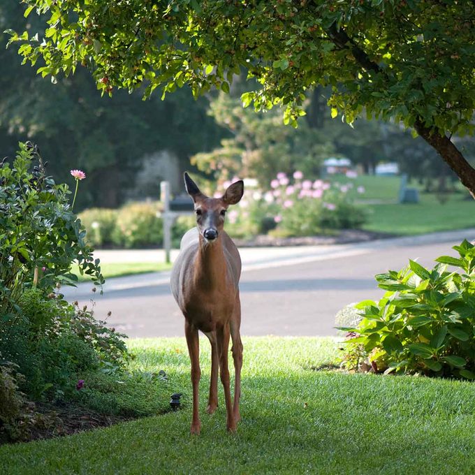 Deer In Backyard