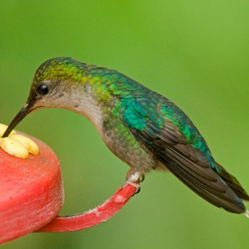 Hummingbird Feeding On Nectar