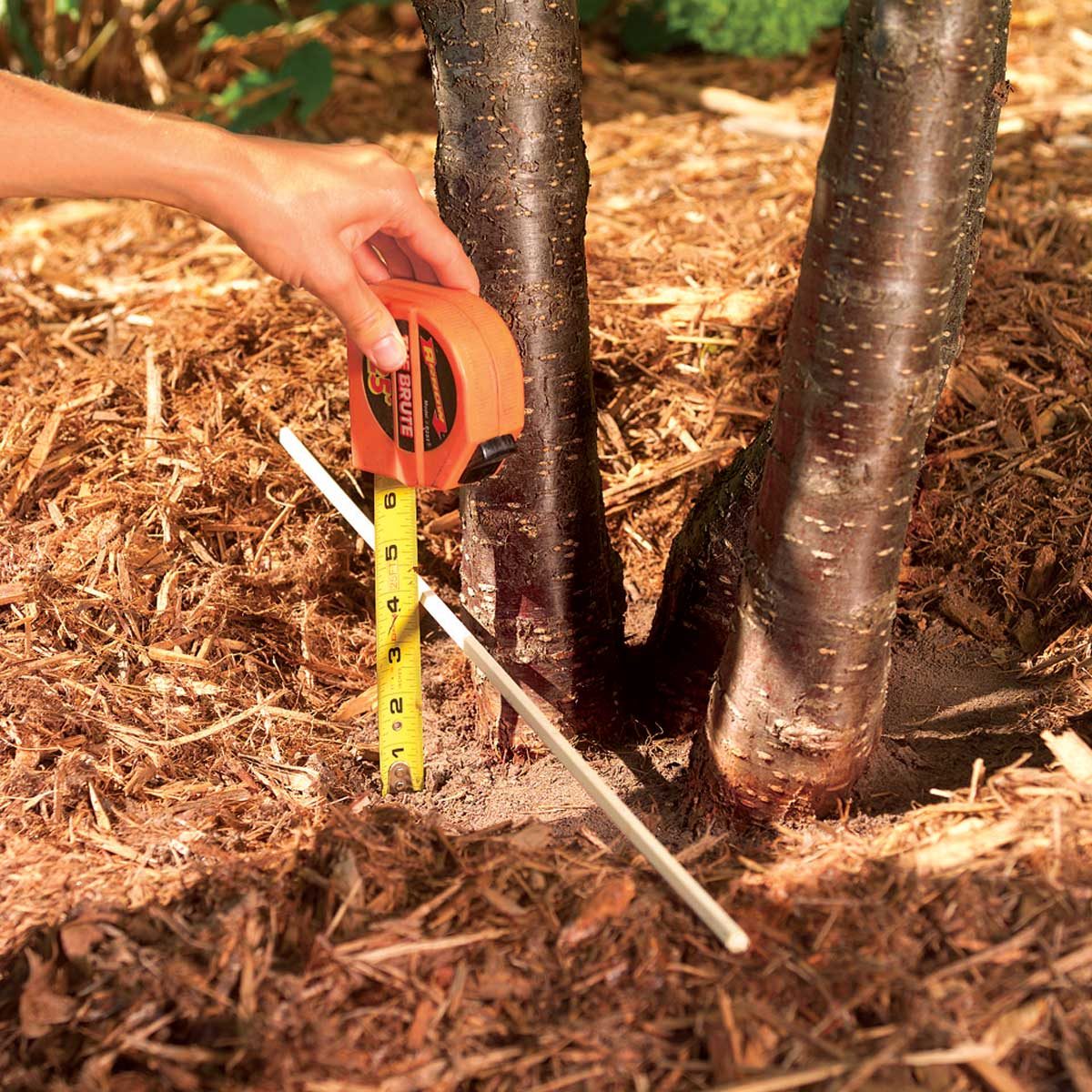 Measuring mulch thickness