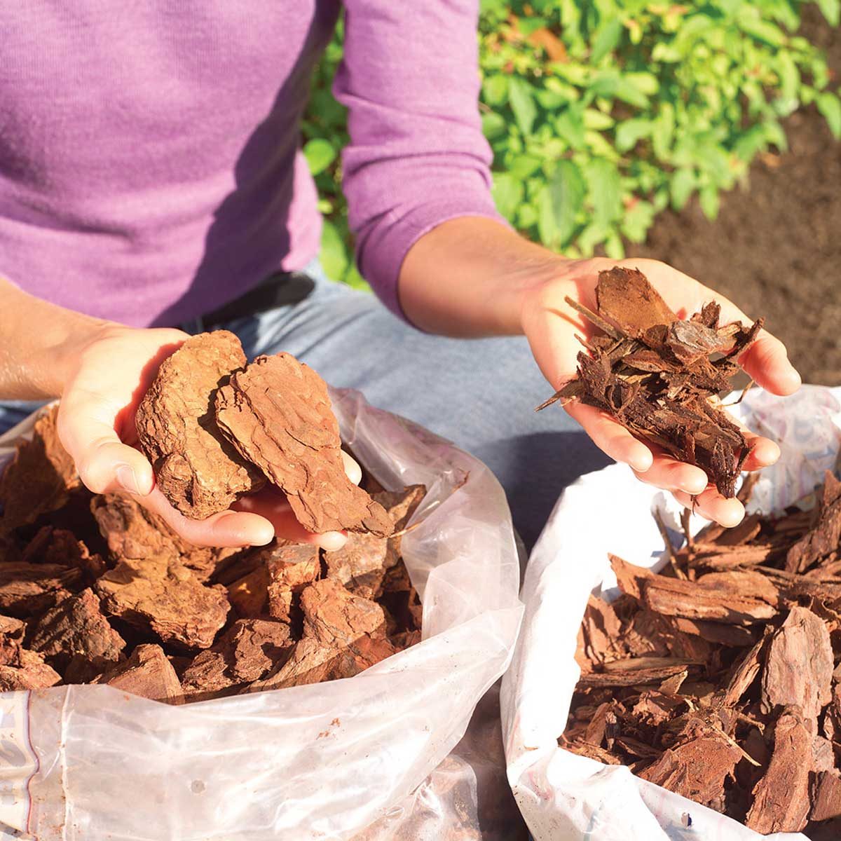  Everything to Know About Mulch