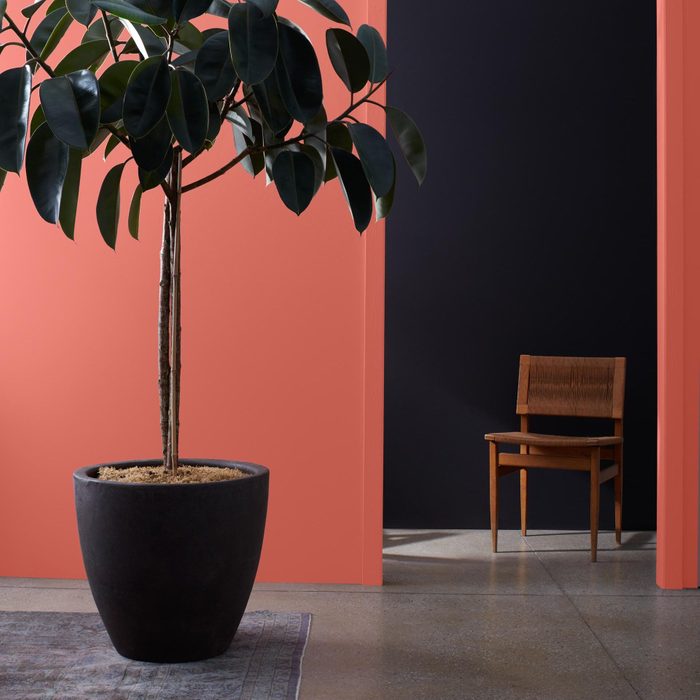 Red Paint with large indoor plant, and a chair through an open doorway
