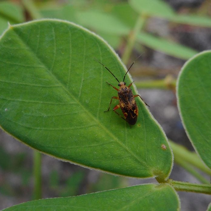 Blissus Leucopterus (cinch bug)