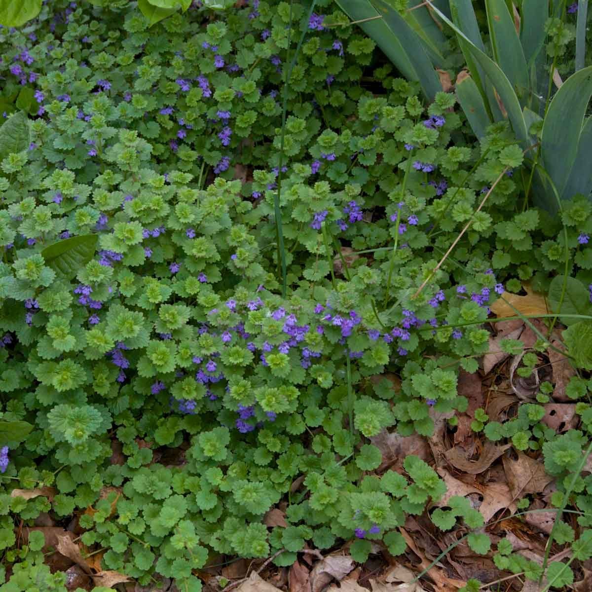 Creeping Charlie (Glechoma Hederacea)