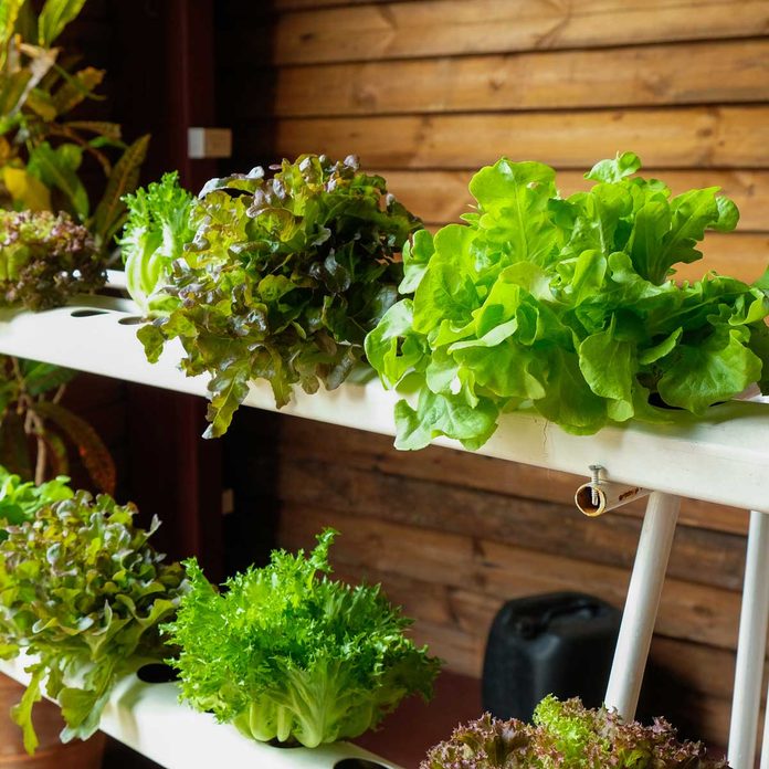 Hydroponic Garden 