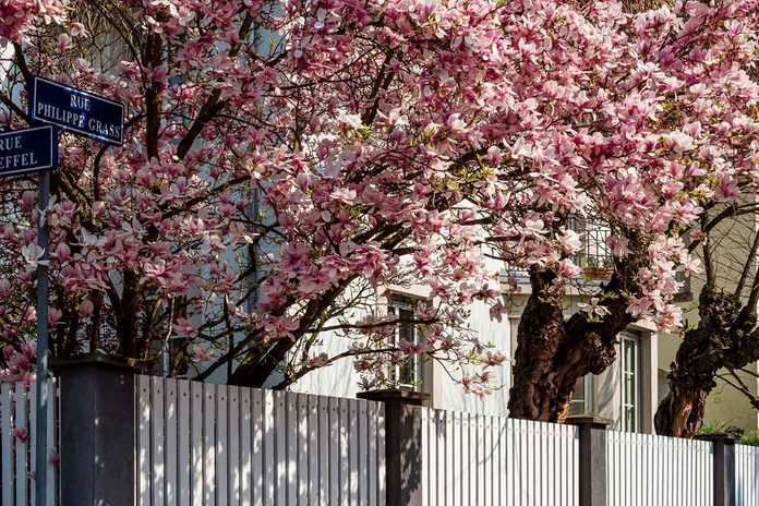 Magnolia Tree