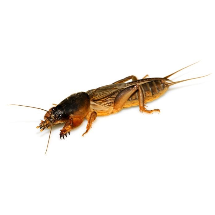 Mole Cricket