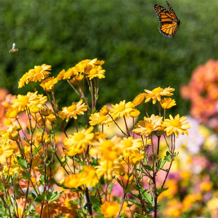 Mariposa y abeja en un jardín polinizador sostenible