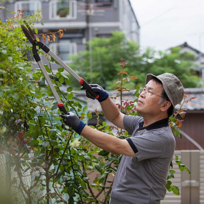 Pruning A Shrub