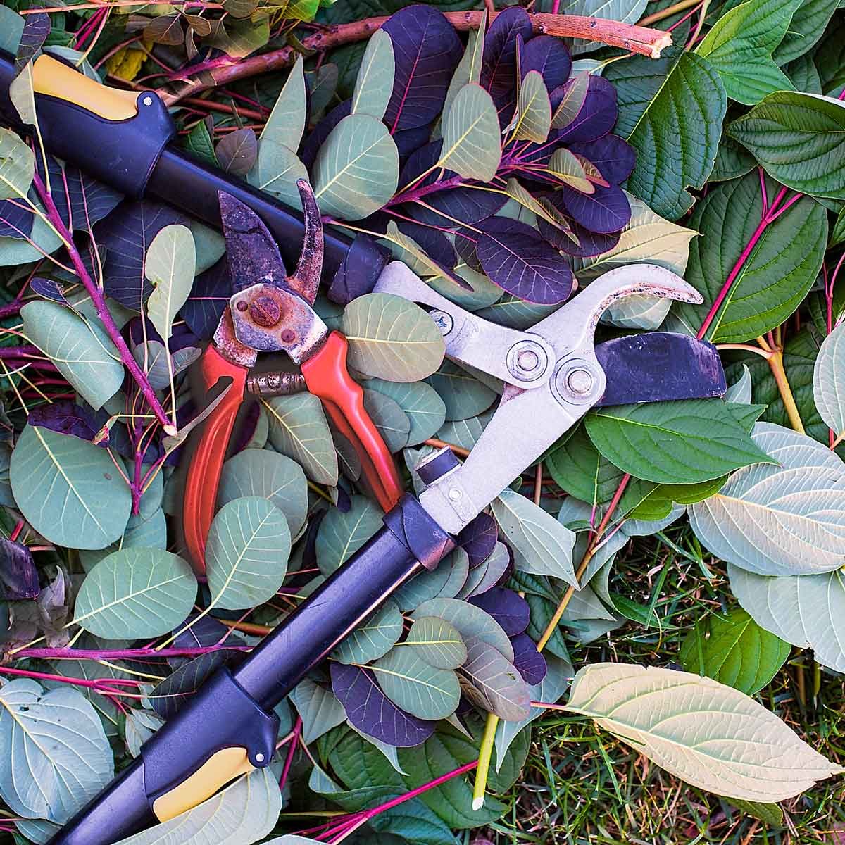 PLANTS & GARDENING :: GARDENING :: PRUNING AND CUTTING TOOLS [2] image -  Visual Dictionary Online