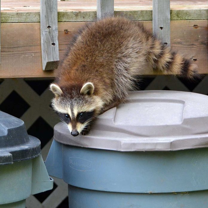 Raccoon On Trash Can
