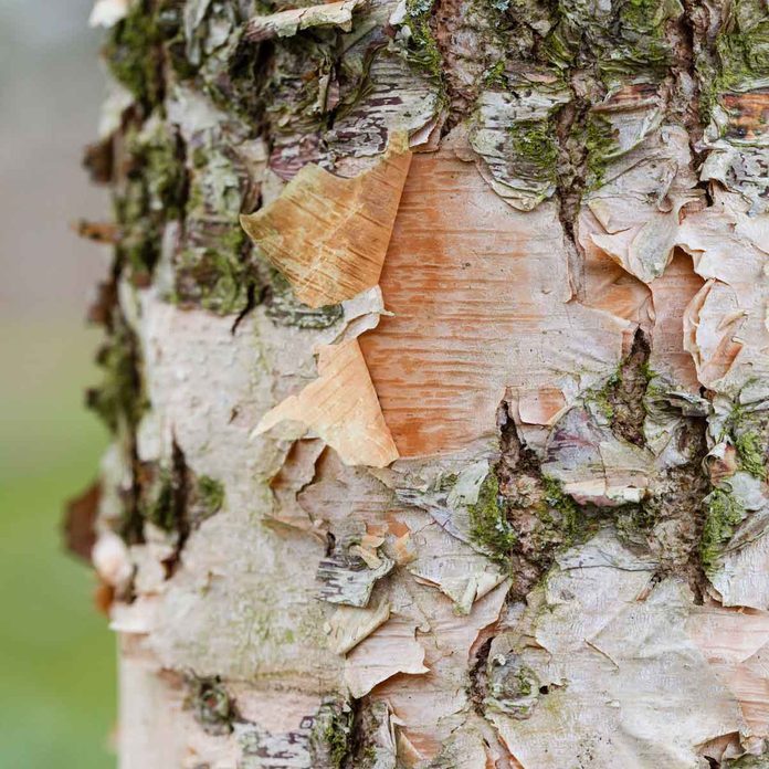 River Birch Tree Bark Gettyimages 926617014