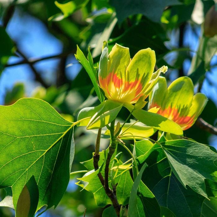 Tulip Tree Flowers Gettyimages 1225930539
