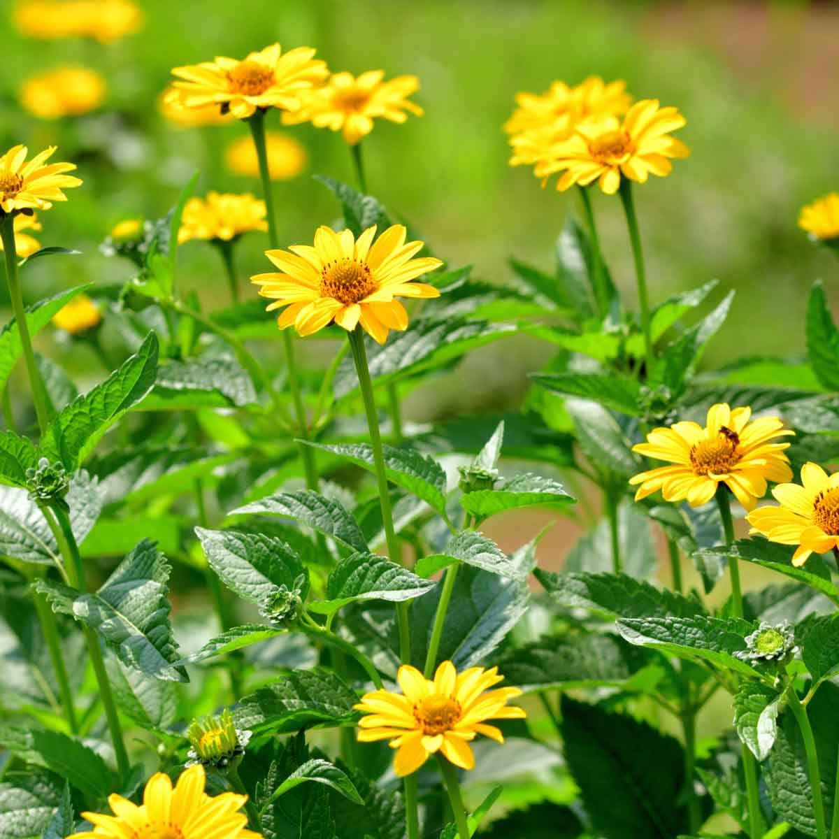 20 Best Perennials That Bloom Year After Year | The Family Handyman