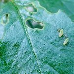 How to Identify and Get Rid of Aphids on Outdoor Plants