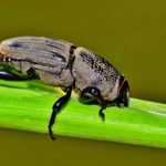 How to Get Rid of the 10 Worst Garden Pests