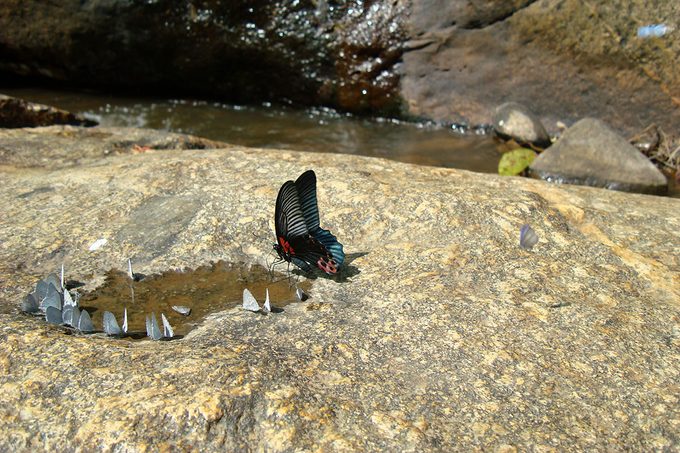 Butterfly Drinking Water 