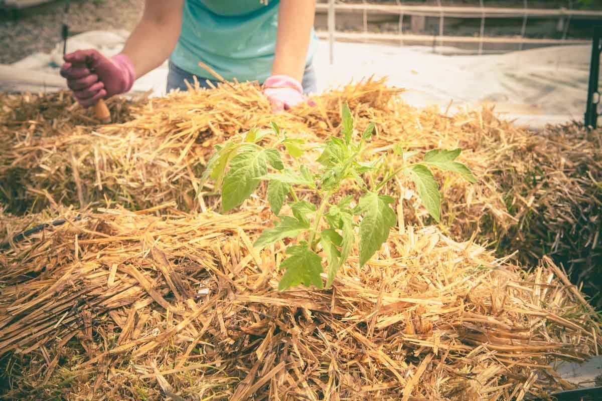 Hay Bale Garden: Everything You Need To Know to Start Your Own