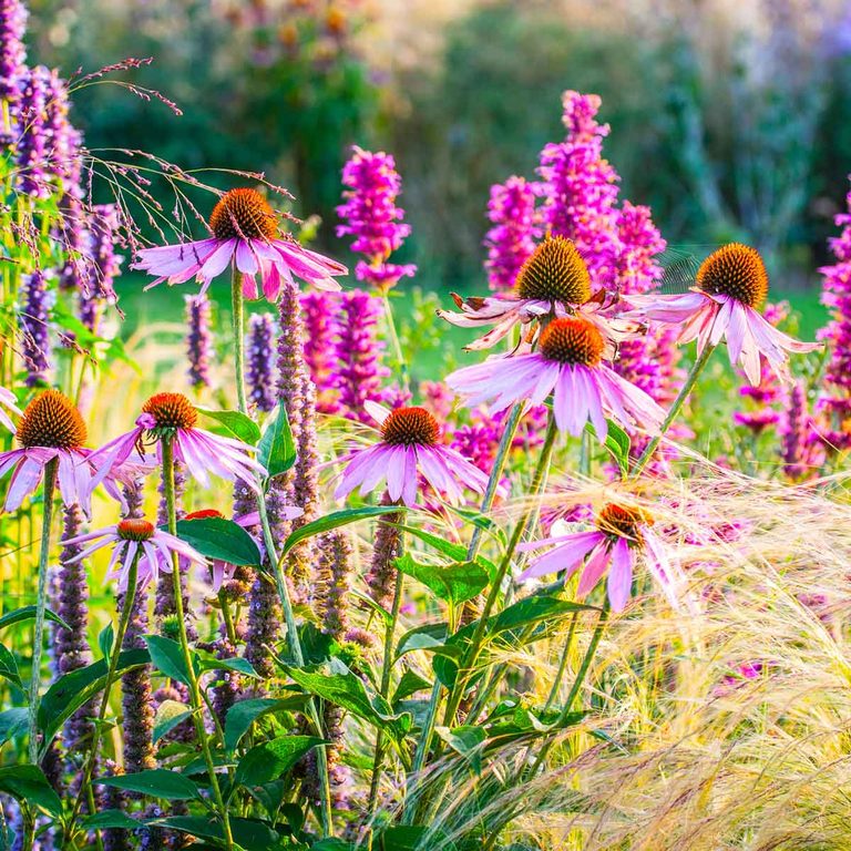 20 Best Perennials That Bloom Year After Year The Family Handyman