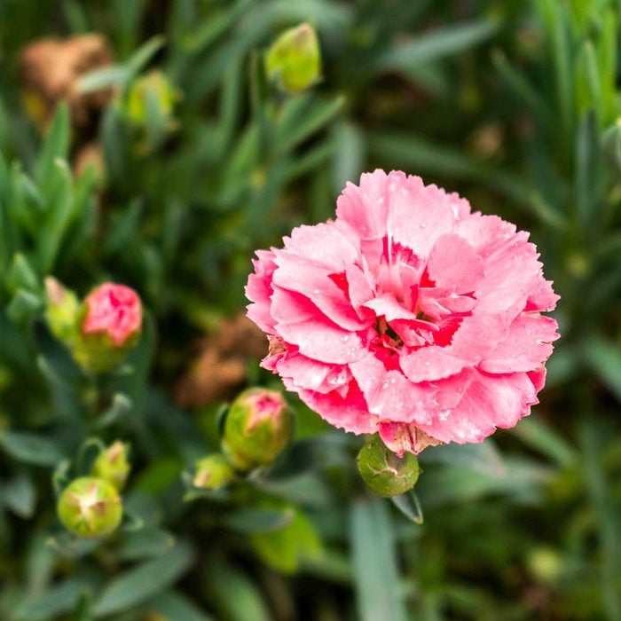 Pink Carnation