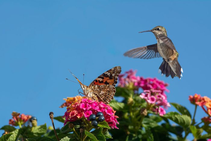 Jardín de polinizadores con mariposas y colibríes
