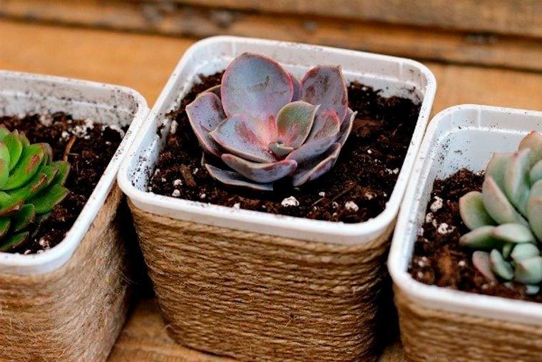 Succulent11 Courtesy Holly Bertone Pink Fortitude