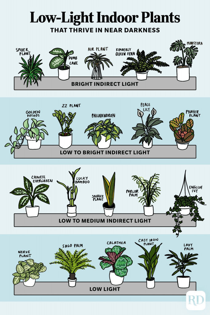 Low-Light Indoor Plants That Thrive in Near Darkness