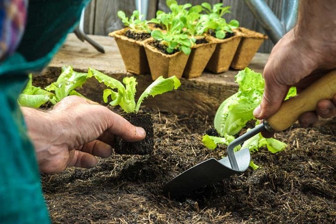 Transplanting Seedlings