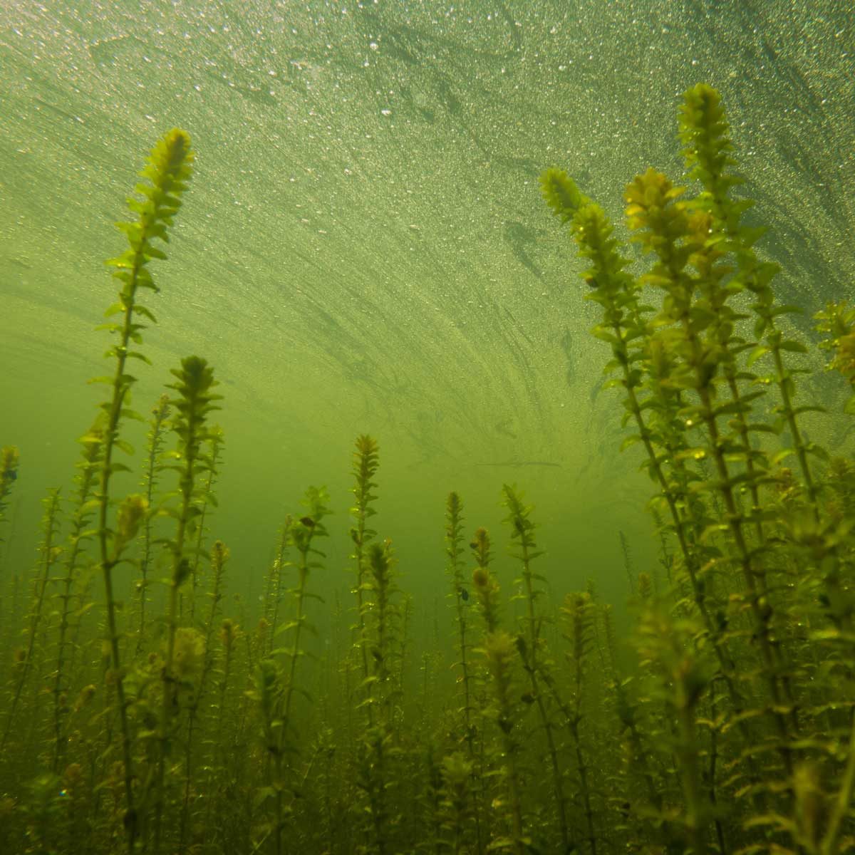 Canadian Elodea Waterweed