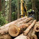 Lumber Prices Down Nearly 40 Percent From May Peak