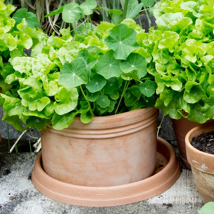 Nasturtium And Variation Of Lettuce In Plant Pots In Garden