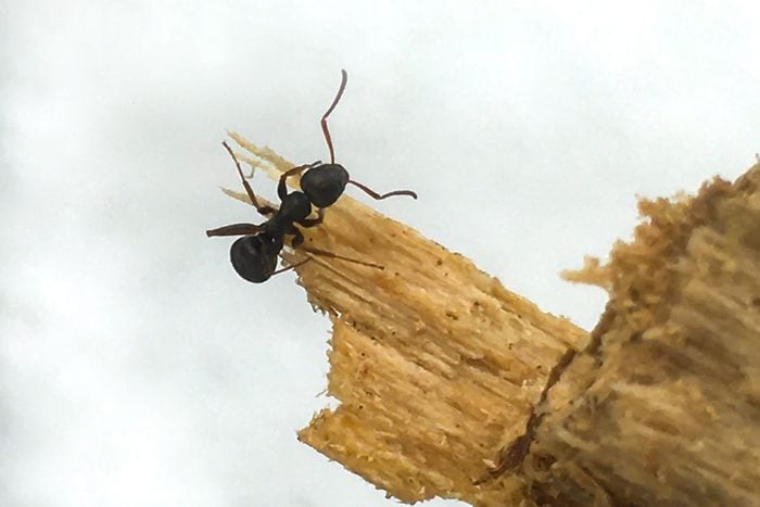 Carpenter Ant Gettyimages 1218993687