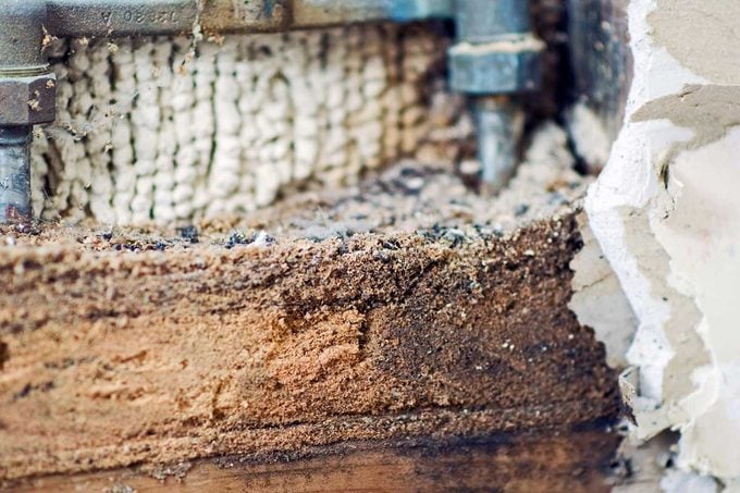 Carpenter Ant Sawdust 