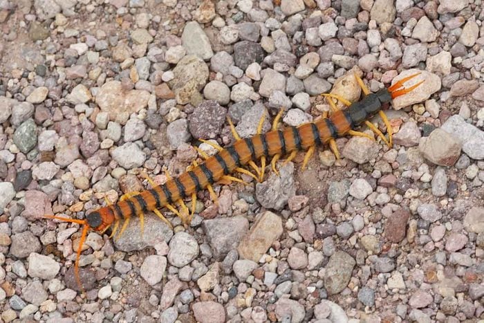 Giant Centipede (Scolopendra heros)