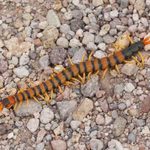What To Know About Giant Centipedes