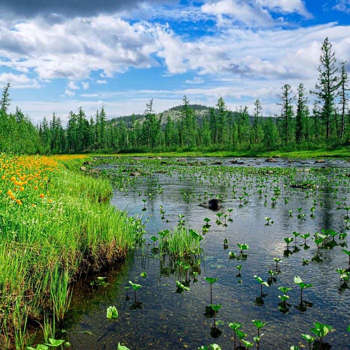 Lake Weeds