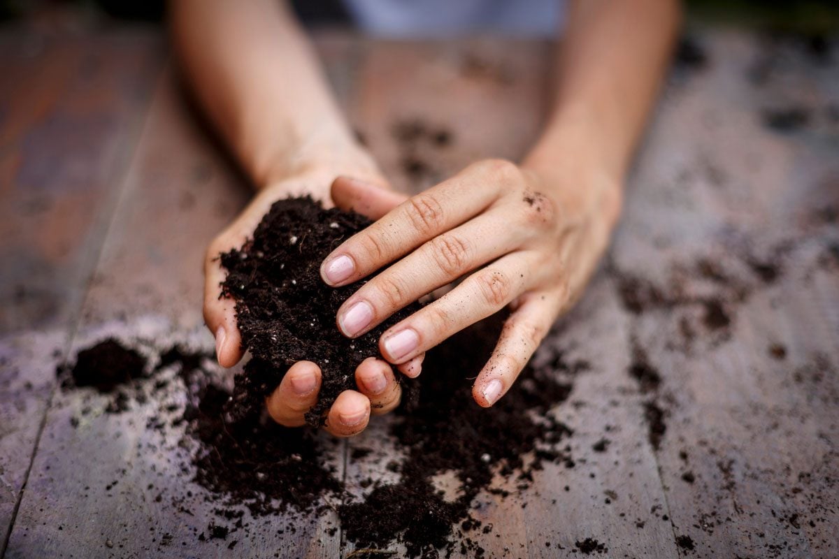 What Is the Difference Between Compost and Potting Soil?