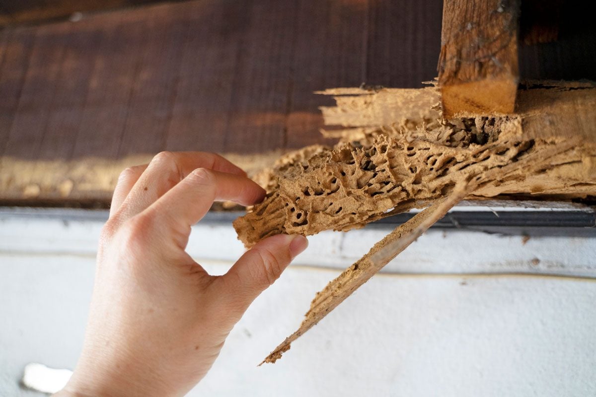 Crawling Around: Termites And Damage To Kansas City Home Windows