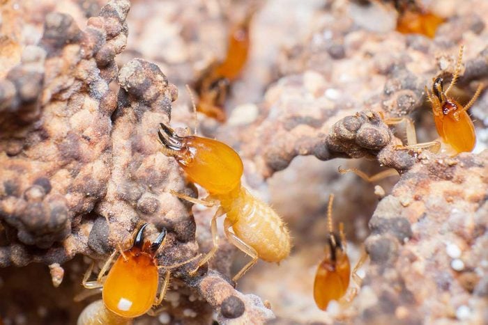 Termites Gettyimages 678835081